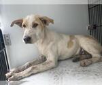 Small Labrador Retriever
