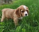 Small #2 Cocker Spaniel