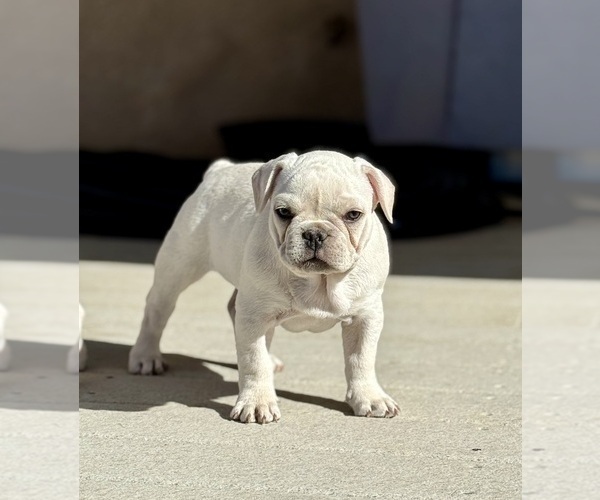 Medium Photo #4 French Bulldog Puppy For Sale in PUEBLO, CO, USA