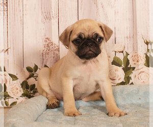 Pug Puppy for sale in PENNS CREEK, PA, USA