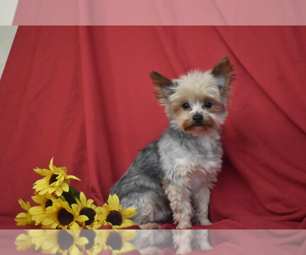 Medium Photo #3 Yorkshire Terrier Puppy For Sale in ELDORADO, OH, USA