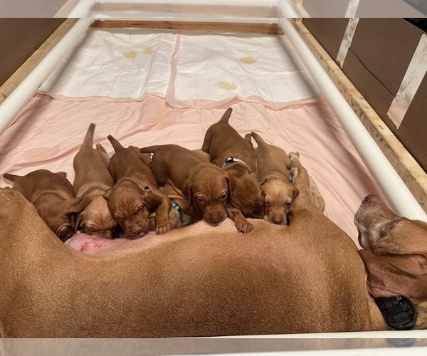 Medium Photo #8 Vizsla Puppy For Sale in SHEPHERDSVILLE, KY, USA