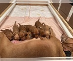 Small #7 Vizsla