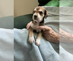 Small #2 Beagle Mix