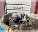Small Photo #4 Catahoula Leopard Dog Puppy For Sale in CRAIGVILLE, IN, USA