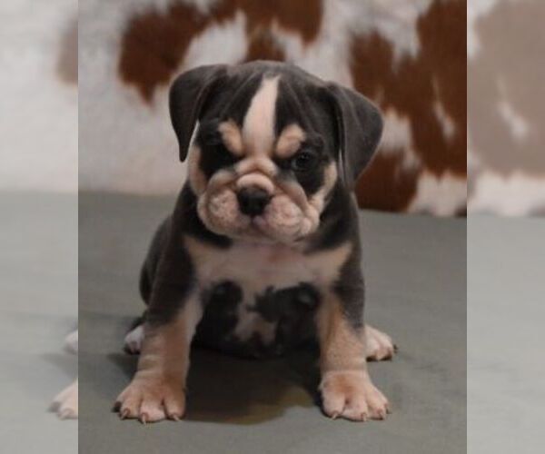 Medium Photo #2 English Bulldog Puppy For Sale in MARSHFIELD, MO, USA