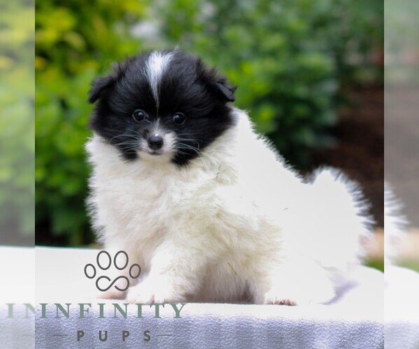 Medium Photo #2 Pomeranian Puppy For Sale in MANHEIM, PA, USA