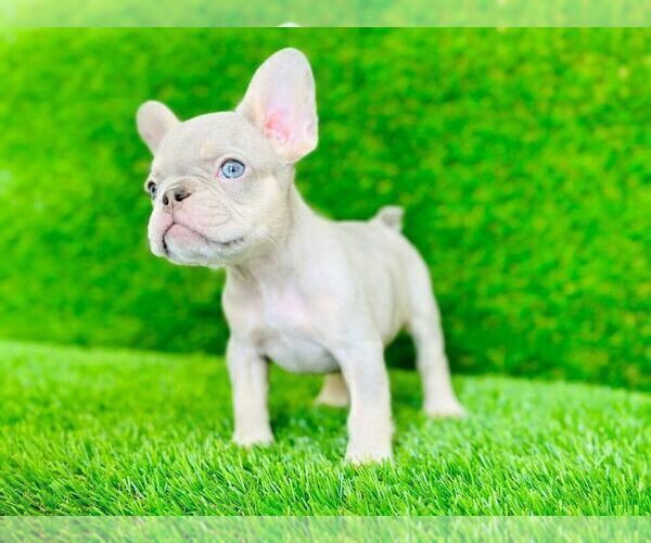 Medium Photo #4 French Bulldog Puppy For Sale in CYPRESS, TX, USA