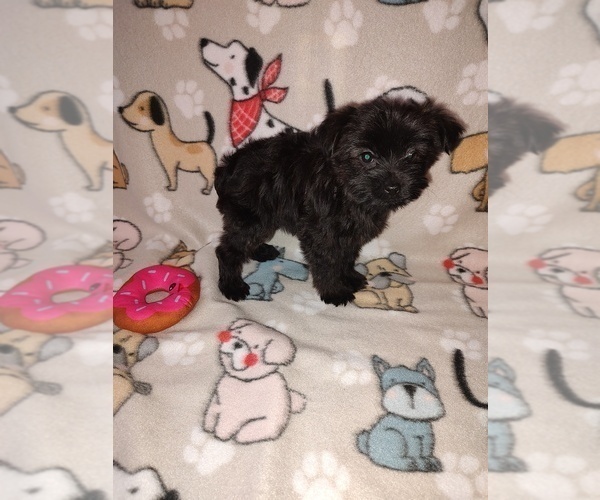 Medium Photo #8 YorkiePoo Puppy For Sale in LAPEER, MI, USA
