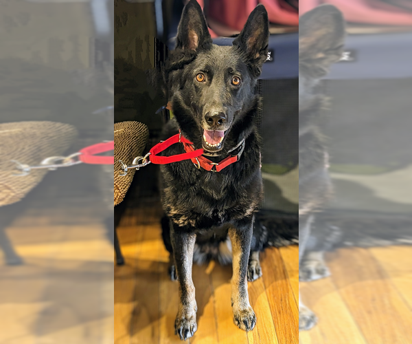 Medium Photo #2 German Shepherd Dog Puppy For Sale in Kansas City, MO, USA