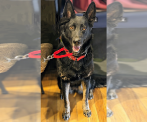 Sambra - Female German Shepherd Dog Dog for Adoption - Photo #2