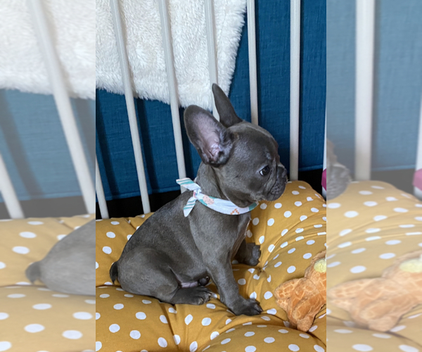 Medium Photo #1 French Bulldog Puppy For Sale in SAINT PETERS, MO, USA