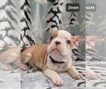 Small Photo #1 Faux Frenchbo Bulldog Puppy For Sale in MINERAL WELLS, WV, USA