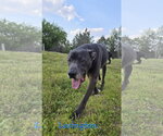 Small #2 Great Dane-Labrador Retriever Mix