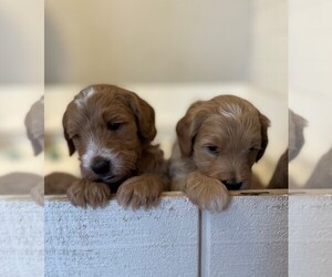 Goldendoodle (Miniature) Puppy for sale in PUYALLUP, WA, USA