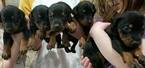 Small Photo #1 Doberman Pinscher Puppy For Sale in VINELAND, NJ, USA