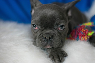 French Bulldog Puppy for sale in KENT, OH, USA
