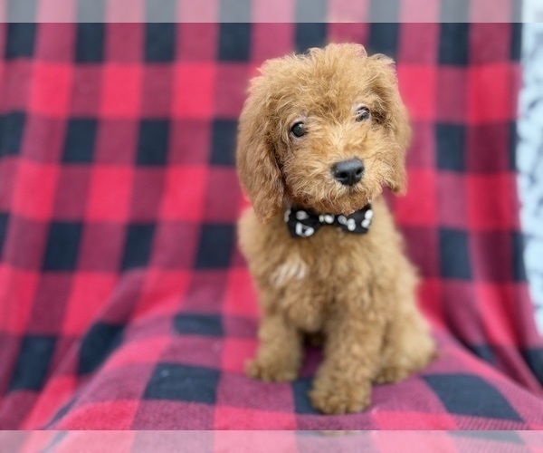 Medium Photo #6 Cock-A-Poo Puppy For Sale in LAKELAND, FL, USA