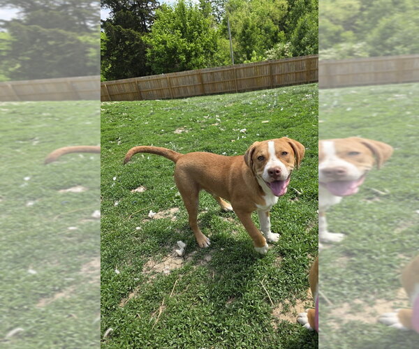 Medium Photo #4 Beabull Puppy For Sale in Aurora, IN, USA