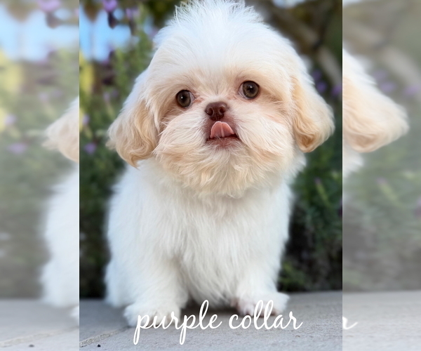 Medium Photo #5 Shih Tzu Puppy For Sale in RIVERSIDE, CA, USA
