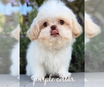 Small #4 Shih Tzu