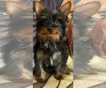 Small #1 Yorkshire Terrier