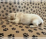 Small #3 Golden Retriever