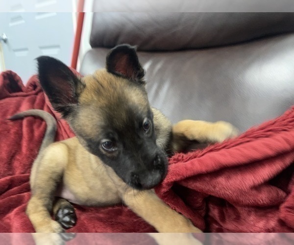 Medium Photo #47 Belgian Malinois Puppy For Sale in REESEVILLE, WI, USA