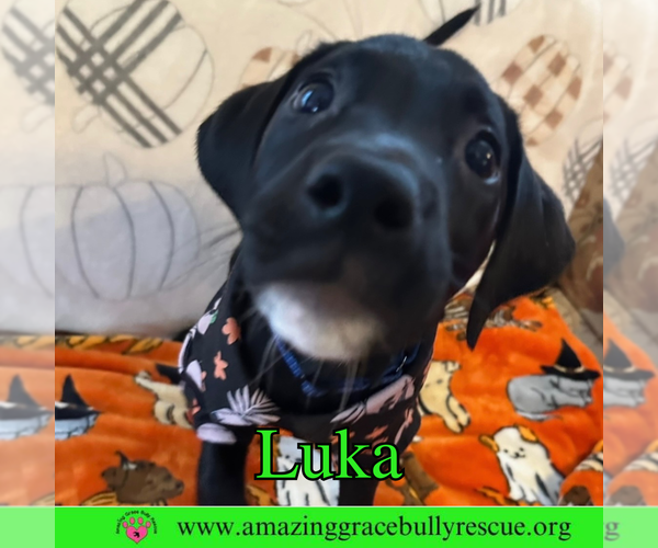 Medium Photo #1 Bulldog-Labrador Retriever Mix Puppy For Sale in Pensacola, FL, USA