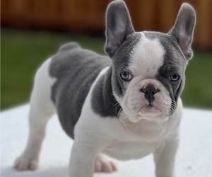 French Bulldog Puppy for sale in ANTELOPE, CA, USA