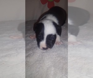 American Pit Bull Terrier Puppy for sale in FOUNTAIN INN, SC, USA