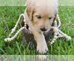 Small Photo #8 Golden Retriever Puppy For Sale in RICHMOND, TX, USA