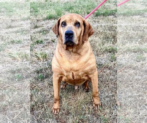 Medium Photo #1 Mutt Puppy For Sale in Pittsburgh, PA, USA