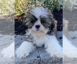 Shih Tzu Puppy for sale in CANOGA, NY, USA