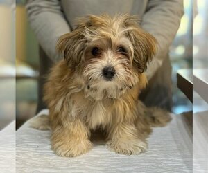 Shih Tzu-Unknown Mix Dogs for adoption in Benton, LA, USA