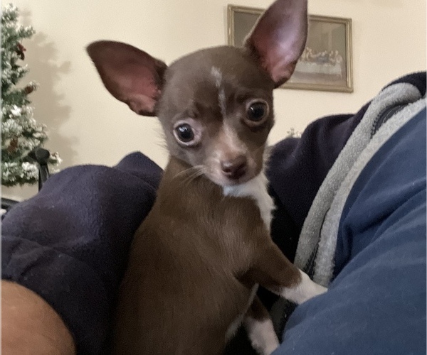 Medium Photo #4 Chihuahua Puppy For Sale in TOMBALL, TX, USA