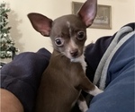 Small Photo #4 Chihuahua Puppy For Sale in TOMBALL, TX, USA