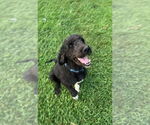 Small #2 Bernedoodle