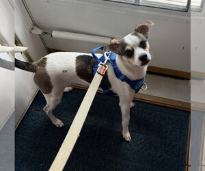 Chihuahua-Unknown Mix Dogs for adoption in St. Louis Park, MN, USA