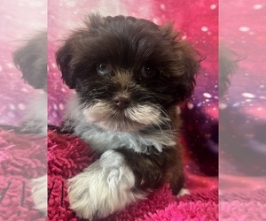 Havanese Puppy for sale in LIVONIA, MI, USA