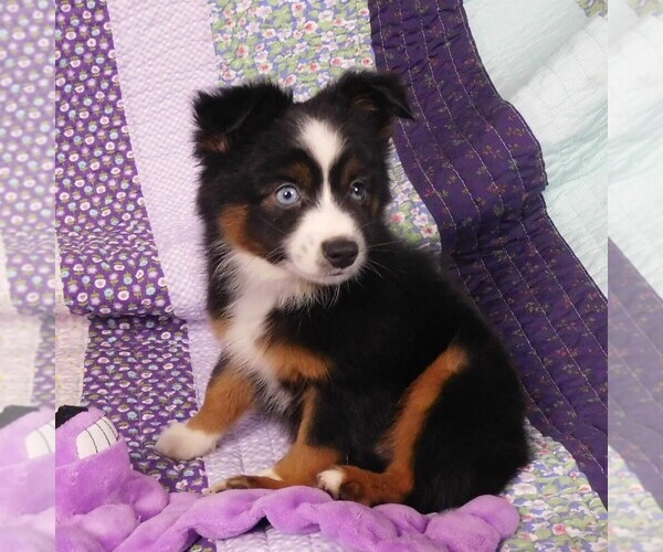 Medium Photo #4 Miniature Australian Shepherd Puppy For Sale in CINCINNATI, OH, USA