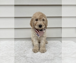 Goldendoodle-Poodle (Standard) Mix Puppy for sale in ORLANDO, FL, USA