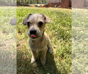 Chihuahua-Unknown Mix Dogs for adoption in Pacolet, SC, USA