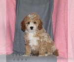 Image preview for Ad Listing. Nickname: Chance