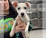 Small Labrador Retriever Mix
