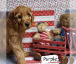 Small Photo #1 Irish Doodle Puppy For Sale in PRINCEVILLE, IL, USA