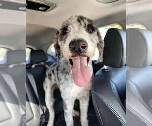 Golden Retriever-Unknown Mix Dogs for adoption in St. Louis Park, MN, USA