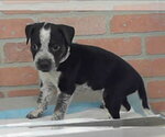 Small #4 Mutt