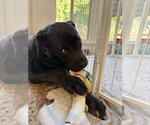 Small Photo #4 Great Dane-Unknown Mix Puppy For Sale in Ball Ground, GA, USA