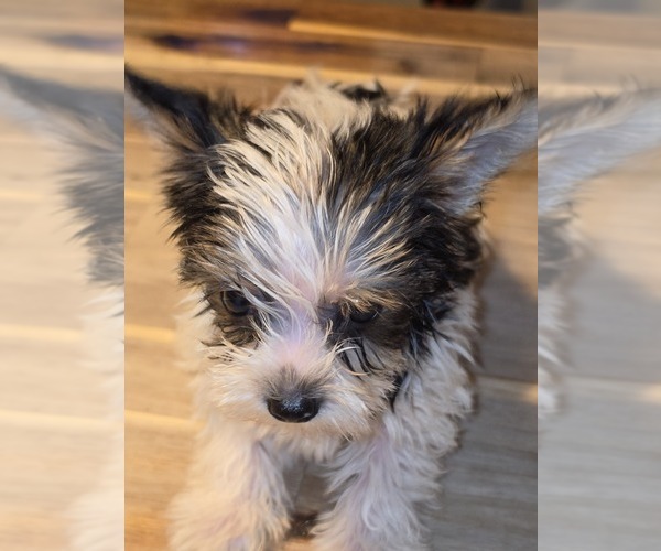 Medium Photo #9 Biewer Yorkie Puppy For Sale in WOODSTOCK, GA, USA